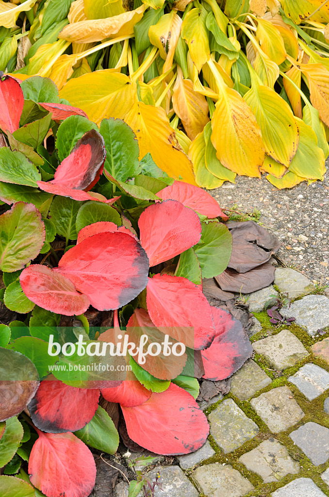 525130 - Funkie (Hosta) und Bergenie (Bergenia)