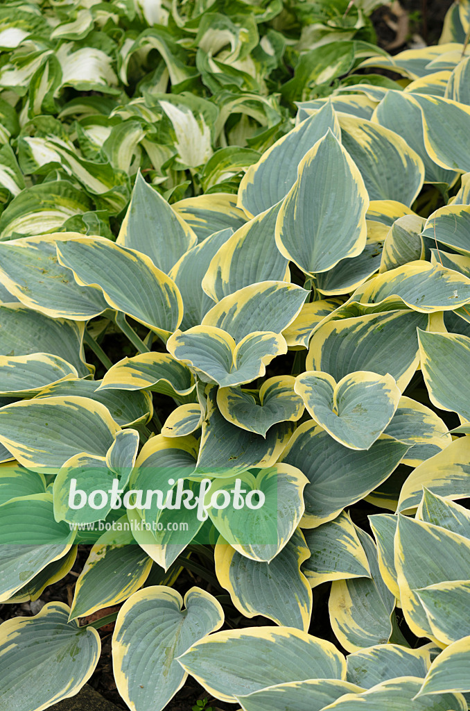 533314 - Funkie (Hosta First Frost)