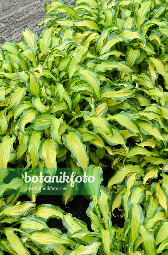 508185 - Funkie (Hosta First Mate)