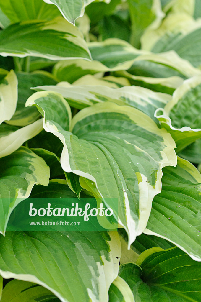 472441 - Funkie (Hosta fortunei 'Aureomarginata')