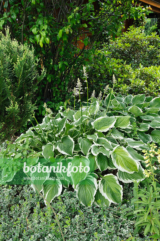 473066 - Funkie (Hosta fortunei 'Aureomarginata')