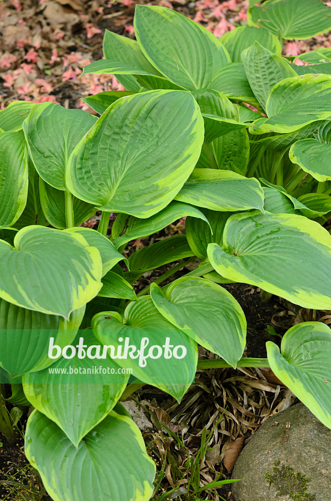 520437 - Funkie (Hosta fortunei 'Aureomarginata')