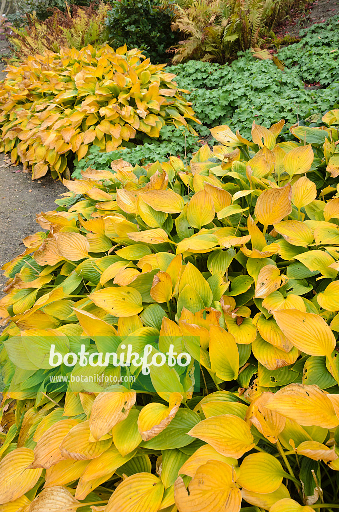 525081 - Funkie (Hosta fortunei 'Hyacinthina')