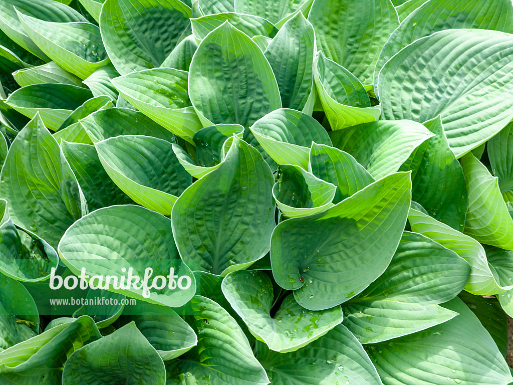 437420 - Funkie (Hosta gracillima)