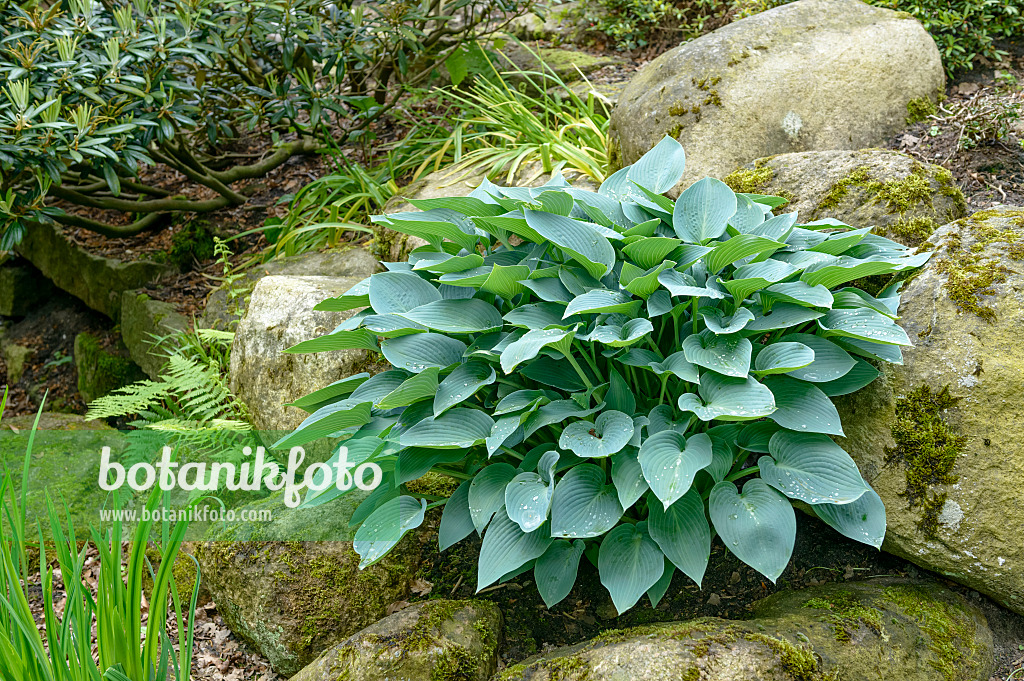 593100 - Funkie (Hosta Halcyon)