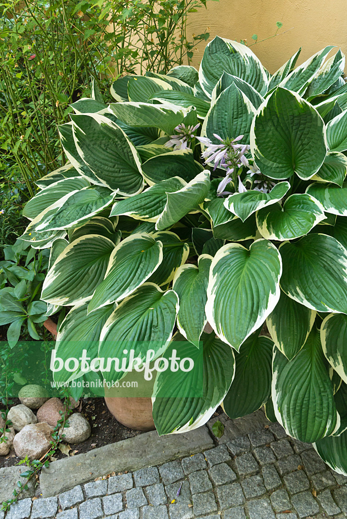 545116 - Funkie (Hosta) in einem Blumenkübel