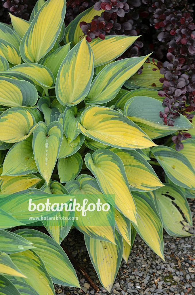 533419 - Funkie (Hosta June)