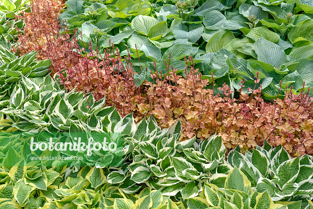 558115 - Funkie (Hosta Patriot), Purpurglöckchen (Heuchera villosa 'Marmelade') und Funkie (Hosta Bressingham Blue)