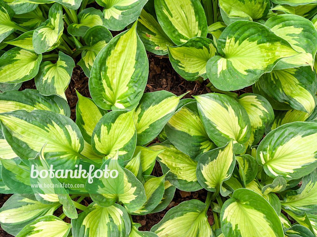 426029 - Funkie (Hosta Whirlwind)