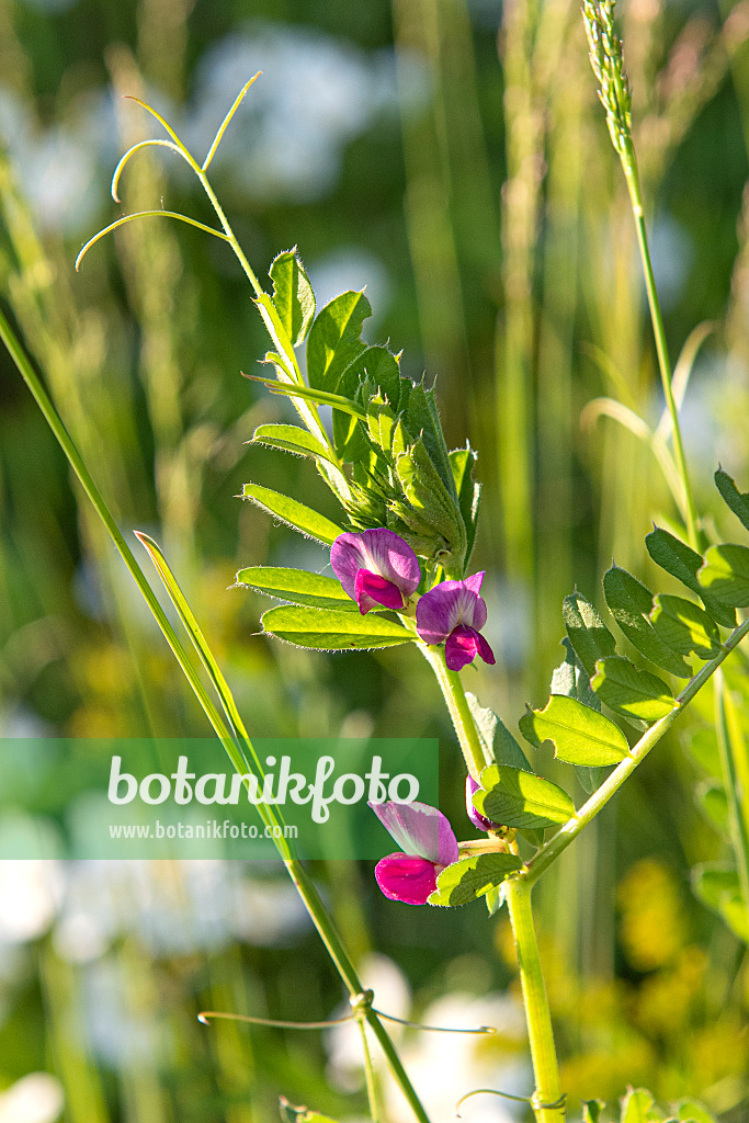 607221 - Futterwicke (Vicia sativa)