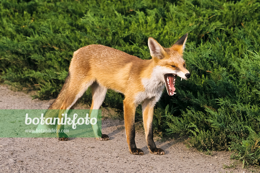 367073 - Gähnender Rotfuchs (Vulpes vulpes) mit weit aufgerissenem Maul auf einem Parkweg