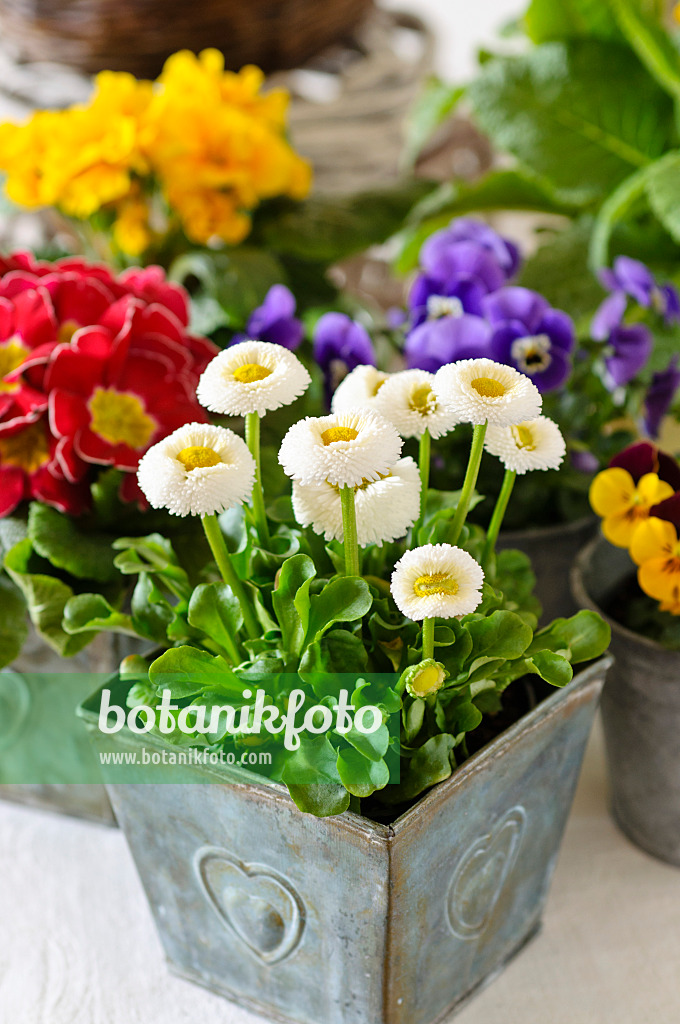 483074 - Gänseblümchen (Bellis perennis)