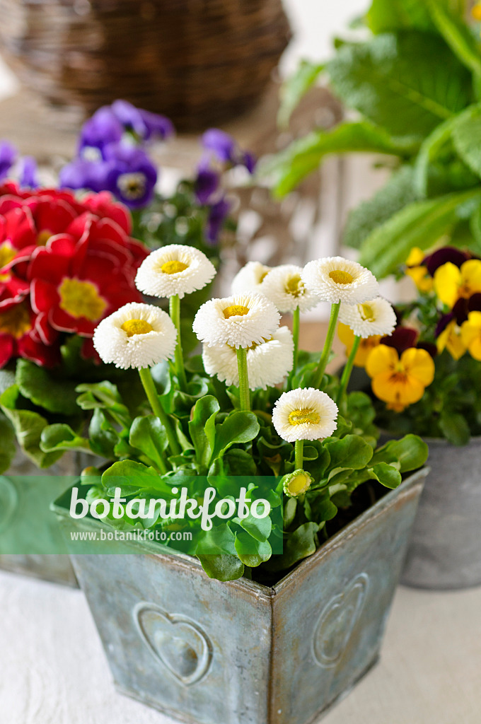 483075 - Gänseblümchen (Bellis perennis)