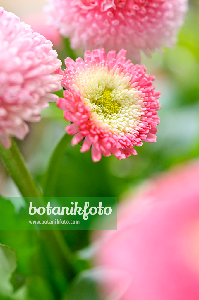 483137 - Gänseblümchen (Bellis perennis)