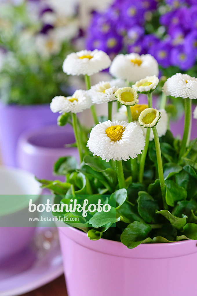 483144 - Gänseblümchen (Bellis perennis)