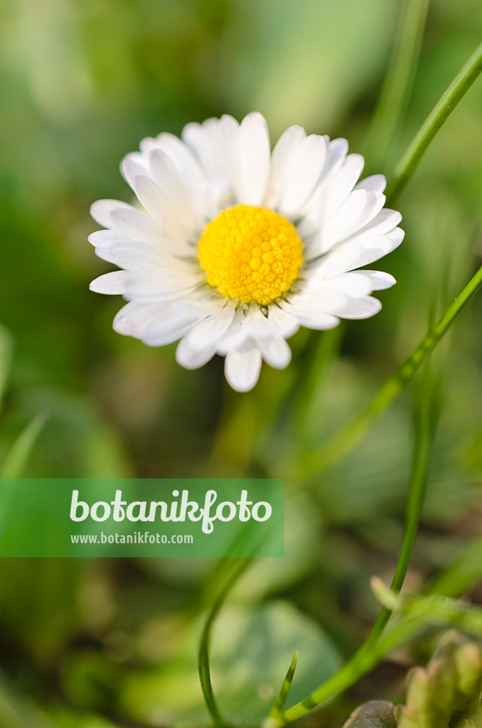 507059 - Gänseblümchen (Bellis perennis)