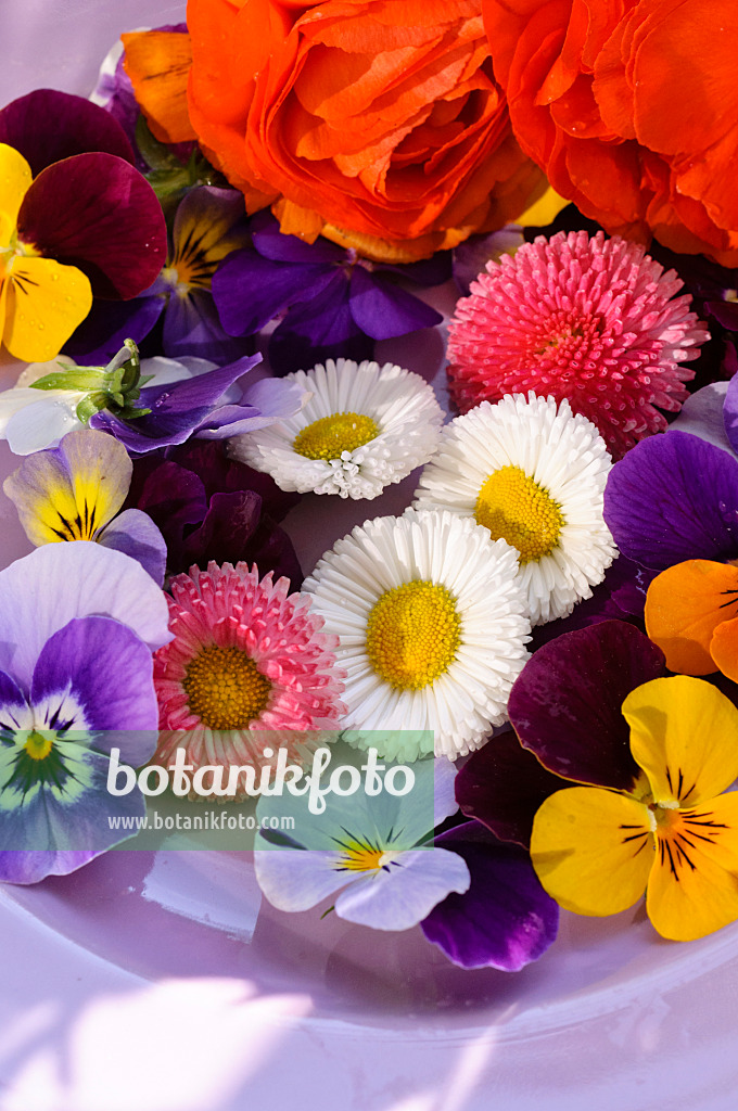 484217 - Gänseblümchen (Bellis perennis), Hornveilchen (Viola cornuta) und Ranunkel (Ranunculus asiaticus 'Gambit Mix'), abgeschnittene Blüten auf einem Teller