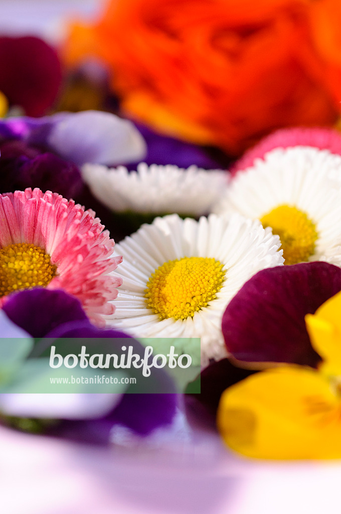 484218 - Gänseblümchen (Bellis perennis) und Hornveilchen (Viola cornuta), abgeschnittene Blüten auf einem Teller