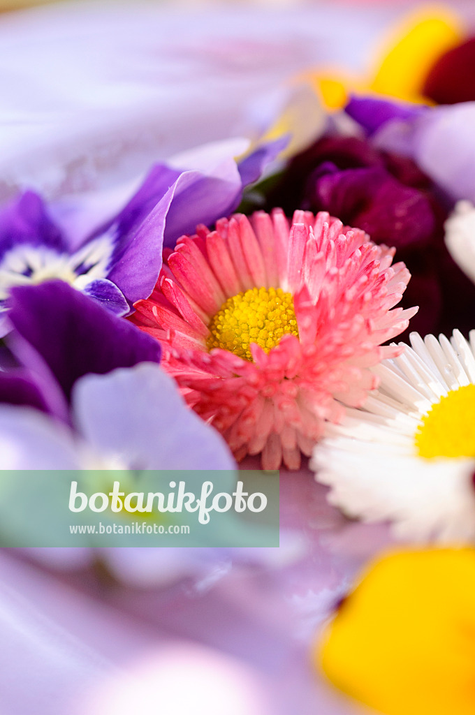 484219 - Gänseblümchen (Bellis perennis) und Hornveilchen (Viola cornuta), abgeschnittene Blüten auf einem Teller