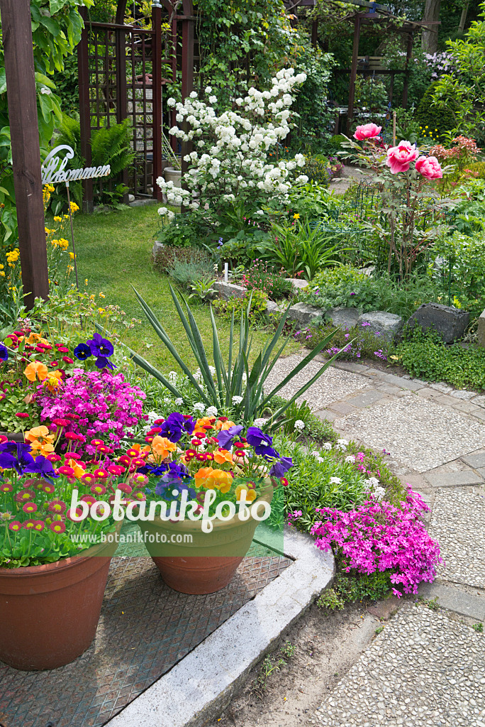 544163 - Gänseblümchen (Bellis perennis), Veilchen (Viola) und Moosphlox (Phlox subulata) in einem Staudengarten