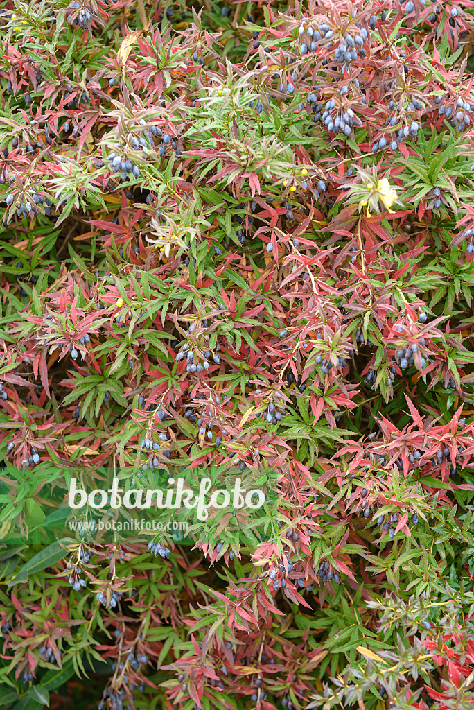 575024 - Gagnepains Berberitze (Berberis gagnepainii var. lanceifolia)