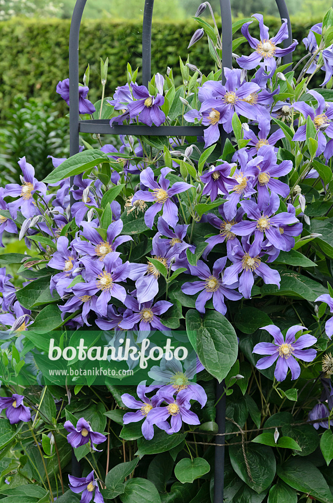 545140 - Ganzblattwaldrebe (Clematis integrifolia 'Juuli')