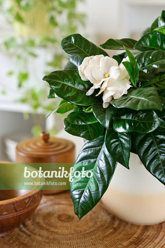 483139 - Gardenia augusta syn. Gardenia jasminoides 483139 - Gardenia augusta syn. Gardenia jasminoides