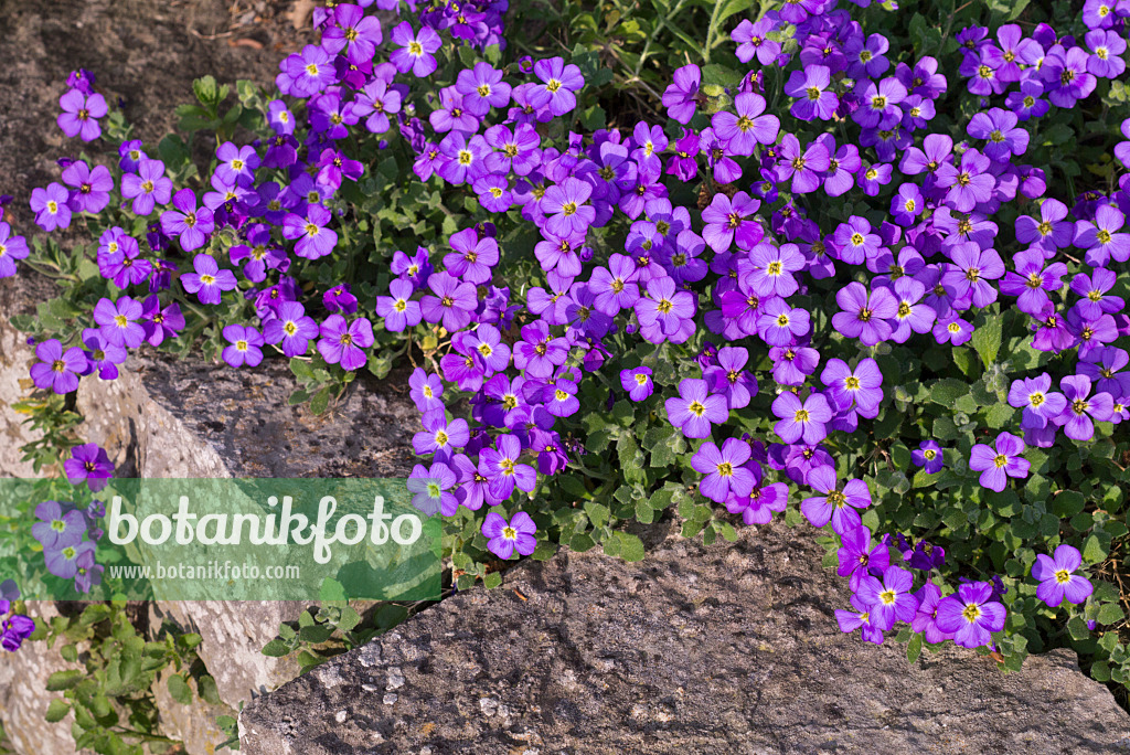 601041 - Gartenblaukissen (Aubrieta x cultorum 'Blue Emperor')