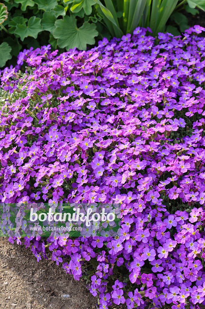 483341 - Gartenblaukissen (Aubrieta x cultorum 'Red Carpet')