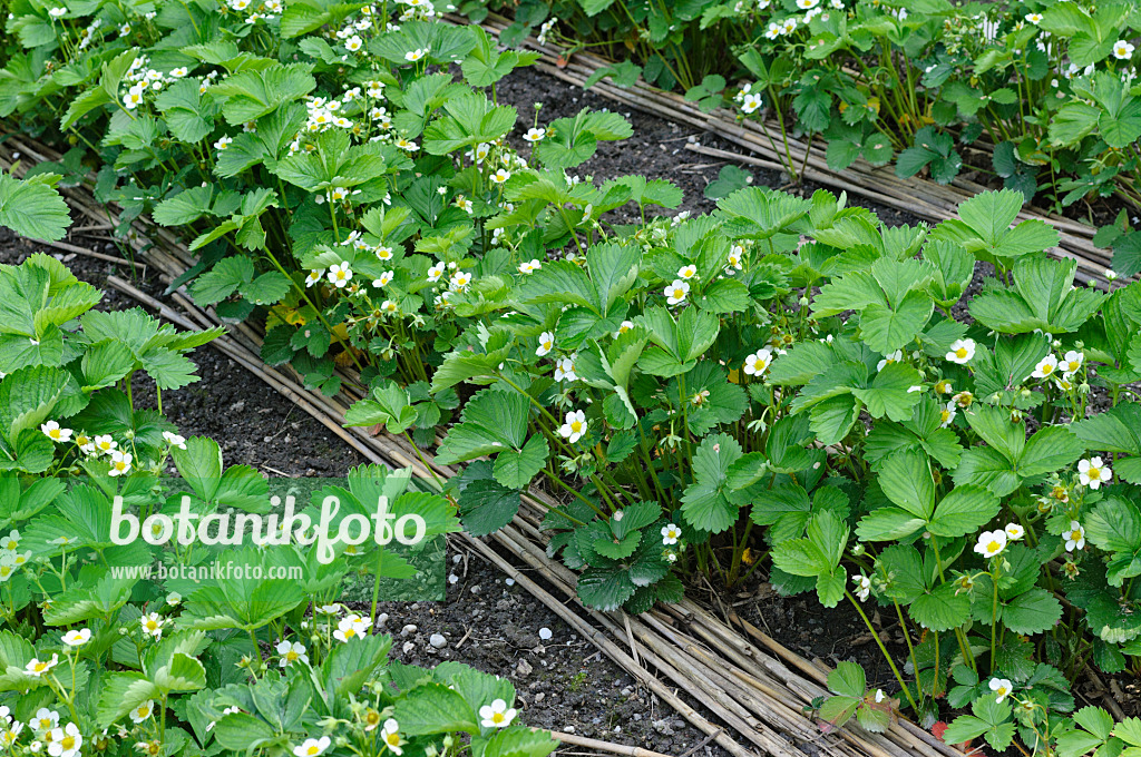 484295 - Gartenerdbeere (Fragaria x ananassa)