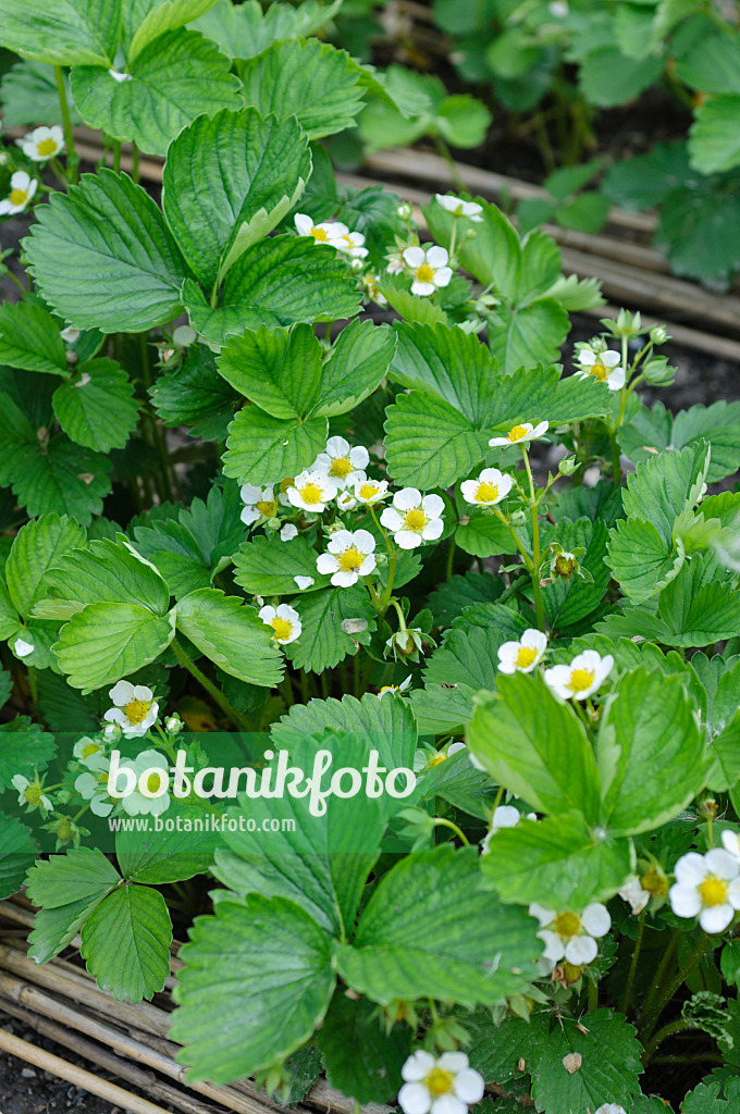 484297 - Gartenerdbeere (Fragaria x ananassa)