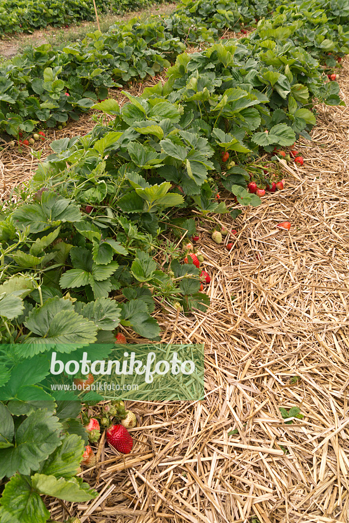 545171 - Gartenerdbeere (Fragaria x ananassa)