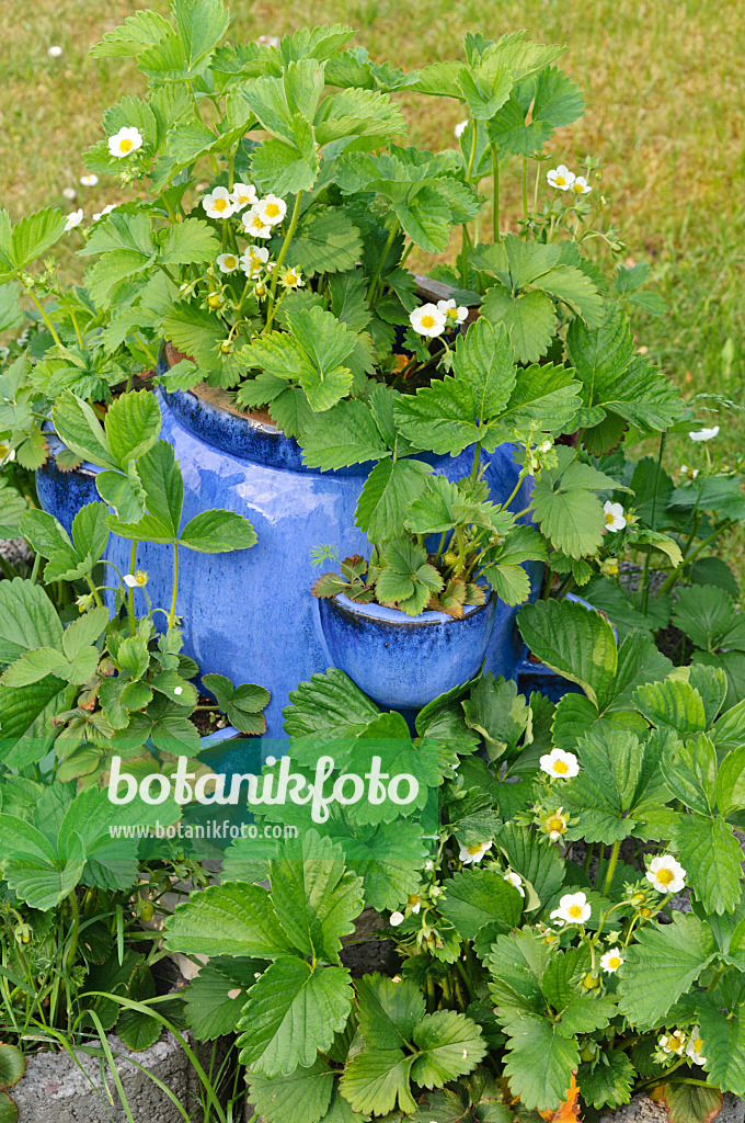 472028 - Gartenerdbeere (Fragaria x ananassa) in einem blauen Kübel