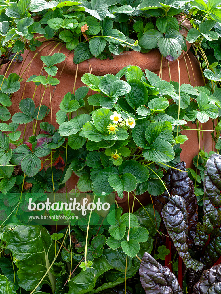 450028 - Gartenerdbeere (Fragaria x ananassa 'Weisse Ananas')