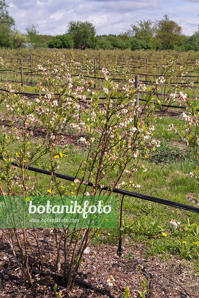 601044 - Gartenheidelbeere (Vaccinium corymbosum)