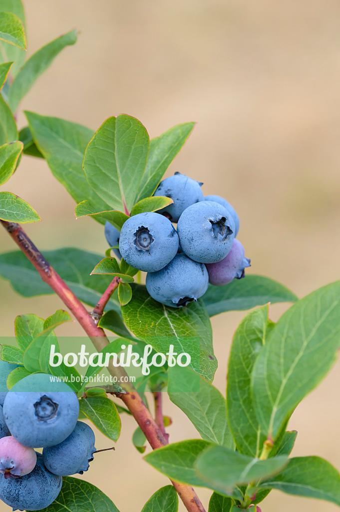 593213 - Gartenheidelbeere (Vaccinium corymbosum 'Blueray')