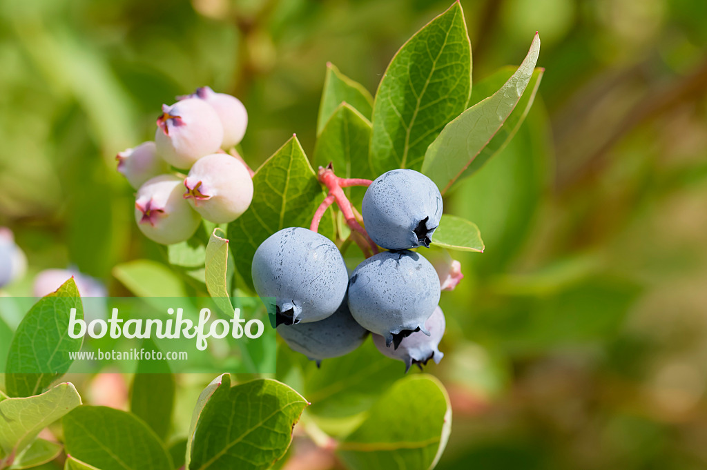 593215 - Gartenheidelbeere (Vaccinium corymbosum 'Hortblue Poppins')