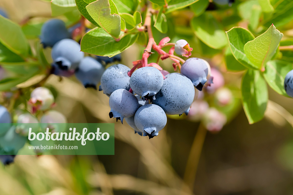 593216 - Gartenheidelbeere (Vaccinium corymbosum 'Hortblue Poppins')