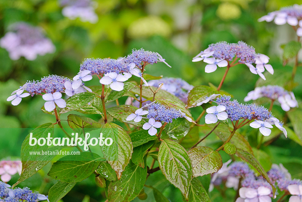 482006 - Gartenhortensie (Hydrangea macrophylla)