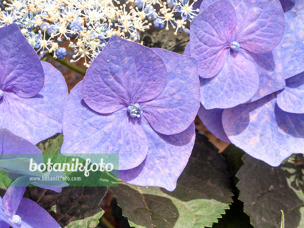 426040 - Gartenhortensie (Hydrangea macrophylla 'Blaumeise')