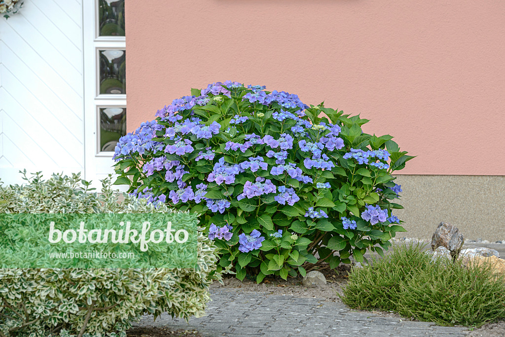 558120 - Gartenhortensie (Hydrangea macrophylla 'Blaumeise')