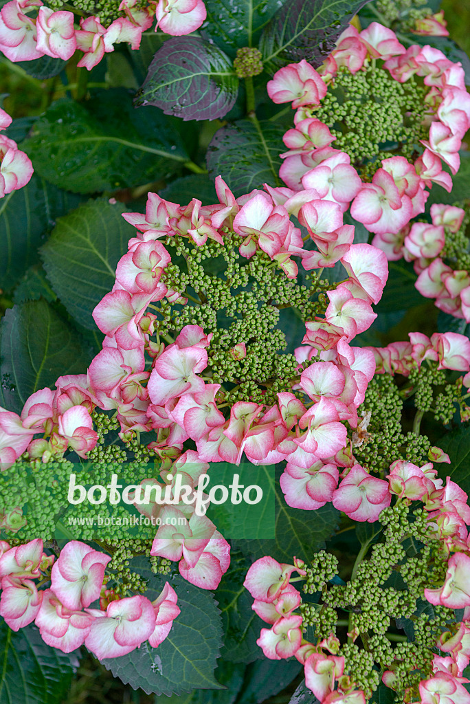 575121 - Gartenhortensie (Hydrangea macrophylla 'Charm')