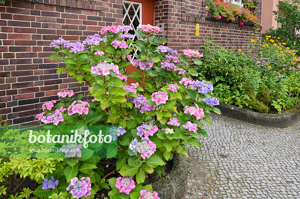 534268 - Gartenhortensie (Hydrangea macrophylla) im Vorgarten eines Mehrfamilienhauses