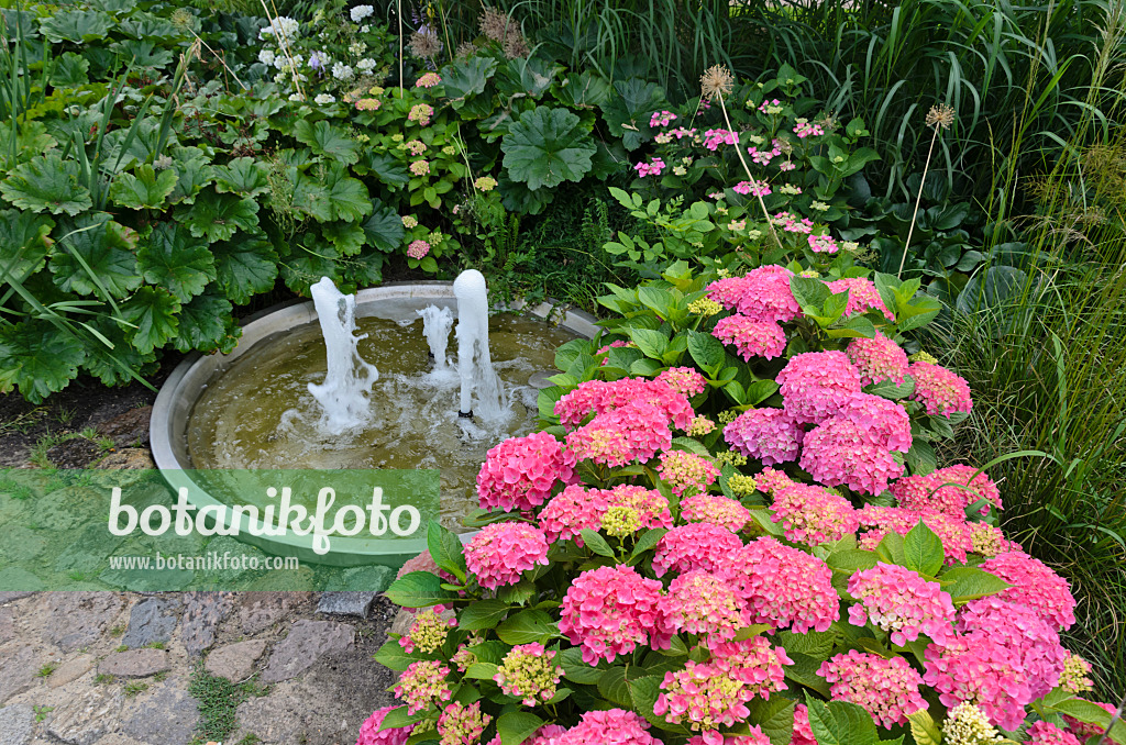 534190 - Gartenhortensie (Hydrangea macrophylla) in einem Staudengarten mit Brunnen