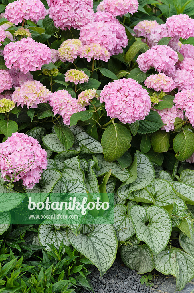 497080 - Gartenhortensie (Hydrangea macrophylla) und Kaukasus-Vergissmeinnicht (Brunnera macrophylla 'Jack Frost' syn. Myosotis macrophylla 'Jack Frost')