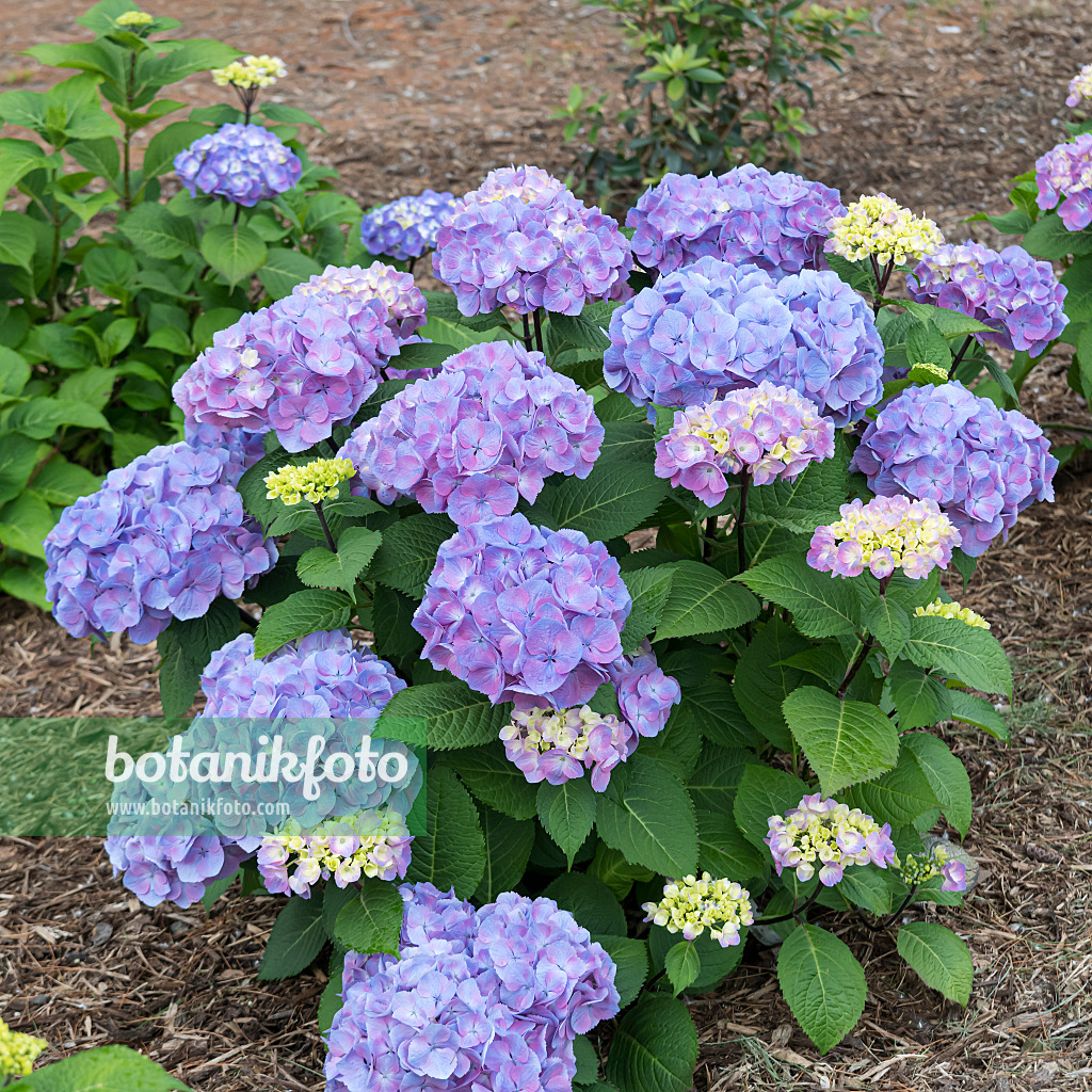 607109 - Gartenhortensie (Hydrangea macrophylla 'Let's Dance Big Easy')