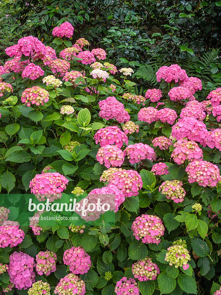 402128 - Gartenhortensie (Hydrangea macrophylla 'Parzifal')