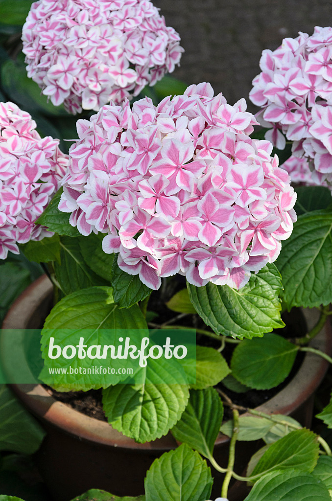 522045 - Gartenhortensie (Hydrangea macrophylla 'Peppermint')