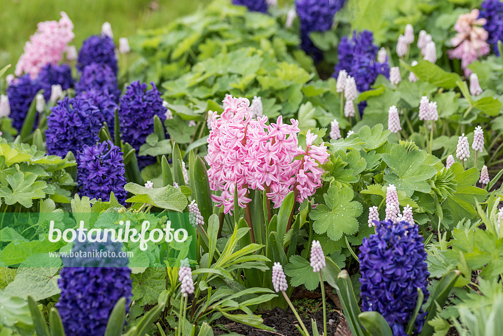 616411 - Gartenhyazinthe (Hyacinthus orientalis 'Fondant')