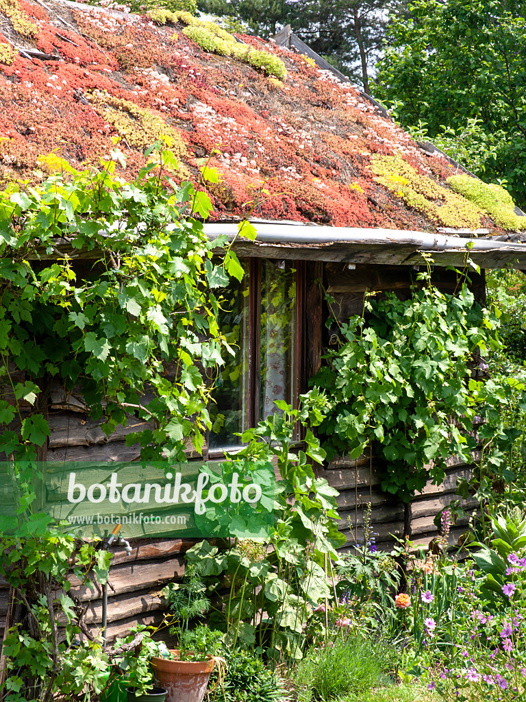 486237 - Gartenlaube mit begrüntem Dach in einem Naturgarten